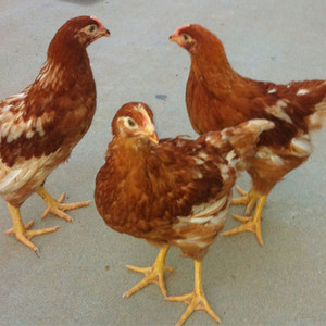 农家散养一斤高产海兰褐蛋鸡活鸡年产蛋320枚脱温鸡包邮包活到家