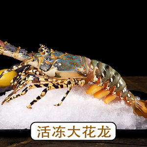 000人付款天猫海鲜水产鲜活澳州龙虾大龙虾花龙野生锦绣虾配送1000g/2
