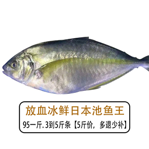 放血冰鲜日本池鱼王3-5斤条 5斤价 多退少补新鲜大竹荚鱼缟鰺刺身