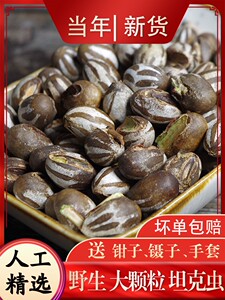 今年新货杨拉罐洋辣子拉罐洋辣子罐羊喇辣松鼠刺猬飞鼠零食坦克虫