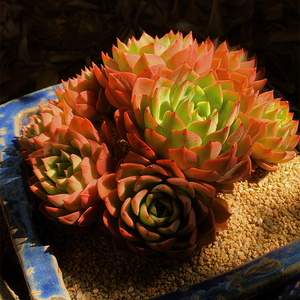 大颗贝拉多娜肉肉云南露养超大多头群生多肉植物阳台楼顶稀有贵货