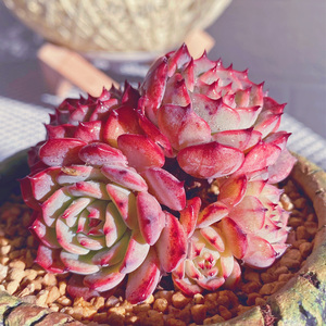 01同款货源无聊打dota多肉植物劳伦斯老桩群生多头一物一拍景天大