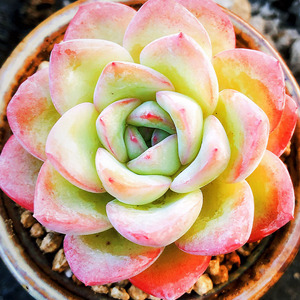 果爵云南精控阿玛贝尔多肉植物稀有品种肉肉新款小贵货罕见防辐射