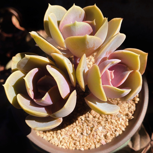 紫珍珠老桩多头大颗群生盆栽多肉植物萌肉肉新手好养办公室绿植