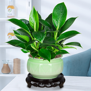 绿公主盆栽水培植物金钻办公室客厅好养四季净化空气花卉桌面绿植