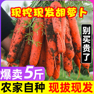 湖北新鲜蔬菜农家自种现挖带泥水果胡萝卜新鲜 现挖红萝卜10斤