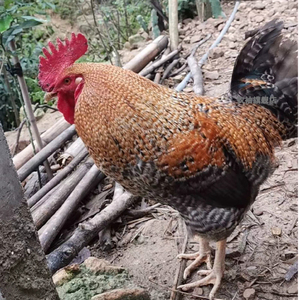 金芦花鸡种蛋受精鸡蛋可孵化15枚受精蛋种蛋受精蛋代孵化鸡苗活体