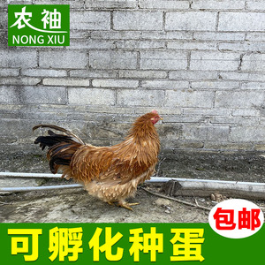 翻毛鸡 麒麟鸡 种蛋受精蛋可孵化麒麟鸡种蛋实验10枚麒麟卷毛鸡苗