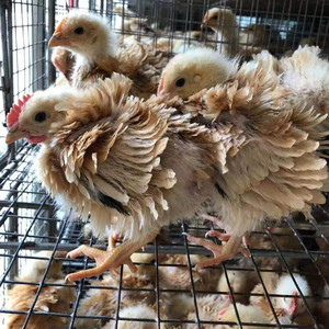 麒麟鸡8只散养纯种翻毛鸡活体八两一斤可孵化小鸡脱温鸡活 苗包邮