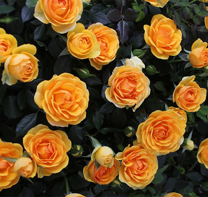 【硒都花园】 无限宝藏 新品微月季黄色玫瑰露台盆栽扦插花苗