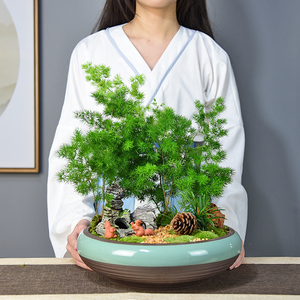 蓬莱松生肖猴