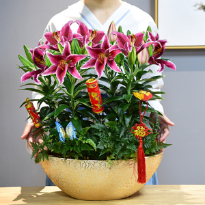 香水百合花鲜花盆栽室内外观花植物花卉带花苞办公室阳台好养易活