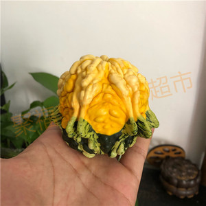 高桩海星疙瘩葫芦种子籽 本店有特大中号小八宝亚腰葫芦种子齐全