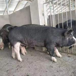 巴克夏黑猪品种大全图片