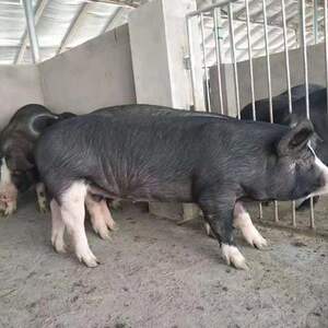000人付款淘宝原种太湖母猪仔苏太黑母猪仔长白二元小猪崽纯种杜洛克