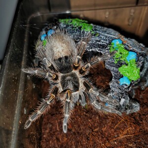 001人付款淘宝(新品)蜘蛛巴西巨人金直间捕鸟蛛 网红蜘蛛宠物蜘蛛新手