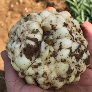 【龙牙百合种球】龙牙百合种球品牌,价格 - 阿里巴巴