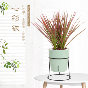 00值日生家居旗舰店天猫千年木七彩铁绿植盆栽室内