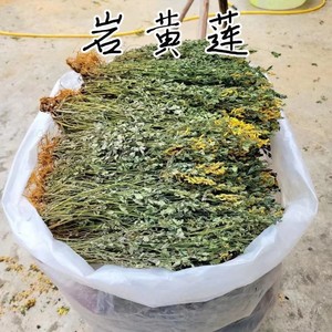 贵州草药岩黄莲  中药材岩黄连崖黄连岩胡岩连菊花黄连