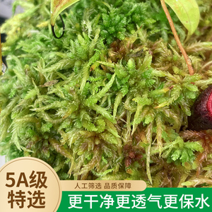 新鲜干苔藓爬宠垫材蝴蝶兰花专用水苔青苔铁皮兰花种植育苗营养土