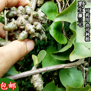 【野生藤三七】野生藤三七品牌,价格 - 阿里巴巴