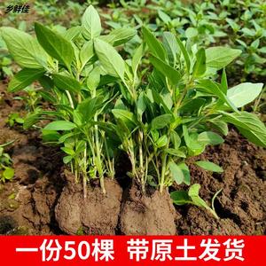 当天现挖荆芥苗盆栽荆芥菜新鲜食用大叶50棵带根原土发货河南特产