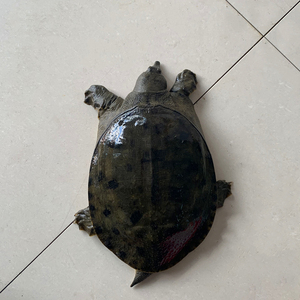 淡水原生态纯野外生长甲鱼鲜活土甲鱼野外活体老王八水鱼团鱼土鳖