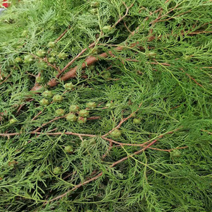 门木森商行淘宝熏腊肉侧柏叶新鲜柏树枝熏肉松柏枝松柏叶材料扁枝叶