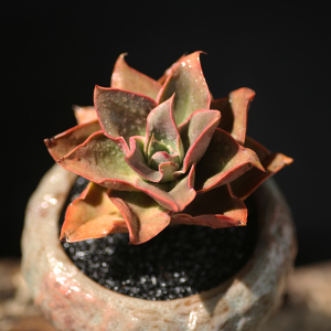 【多肉植物杂交系列】多肉植物杂交系列品牌,价格 - 阿里巴巴