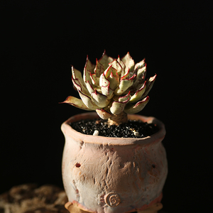 云南直发西童剑司诺娃多肉植物精控小老桩组合室内小盆栽新手易养