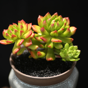 西童小灯笼多肉植物好养老桩火焰蒂亚杂交特玉莲状态云南包邮