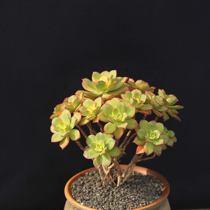 艳日辉法师老桩多肉植物大颗好养精品贵货稀有品种室内绿植花卉