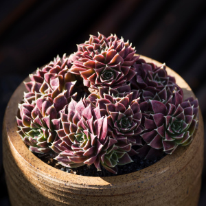 多肉植物神须草