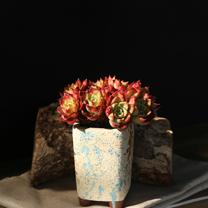 西童多肉植物贝拉多娜群生多头控养老桩云南多肉阳台盆栽好养