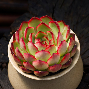 新绿盆栽园艺淘宝宝丽安娜多肉植物保丽安娜宝莉安娜室内绿植花卉含