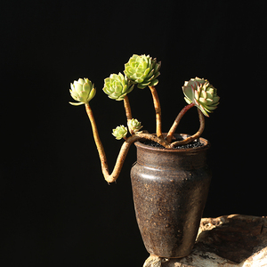 绿蔷薇 悬崖老桩整桩群生多头多肉植物好养造型桩 办公室阳台盆栽