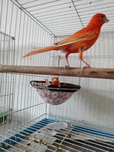 tb181604801淘宝红白马赛克玉鸟辣椒红玉鸟芙蓉鸟山东黄白玉鸟白