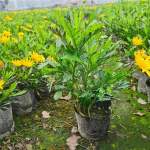 木春菊茼蒿四季开花工程小苗带花苞庭院盆栽多年生花卉黄金菊植物