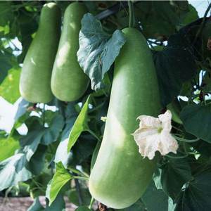 葫芦干江西土特产农家自制葫哩干脱水蔬菜100g500g葫子干片瓠瓜干