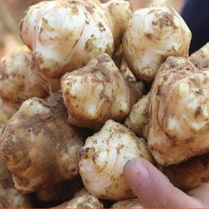 洋姜新鲜5斤鬼子姜菊芋头蔬菜甜姜不辣腌泡菜酱菜炒菜