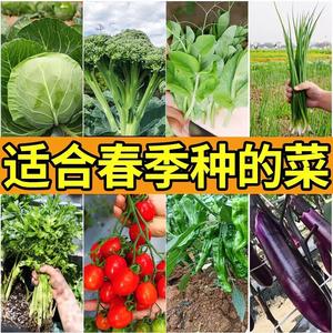 家庭种植蔬菜种子孑籽大全四季播种阳台盆栽农家小菜园