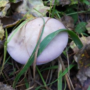 紫晶香蘑紫丁香紫晶花脸蘑菇种植包菌种口蘑食用种植菌家庭种植包
