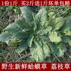 001人付款淘宝中药材野 生新鲜癞蛤蟆草雪见草荔枝草皱皮草癫头草无