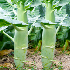 甜脆鸡腿芥蓝种子粗条籽芥兰广东四季菜籽大菜秋季蔬菜种籽孑菜种