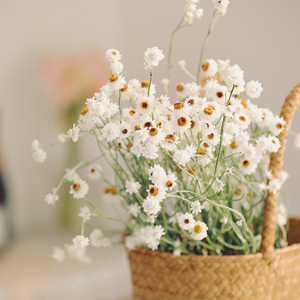 乐作flora|法国小菊干花 银包菊 天然晾干 真花大部分地区包邮