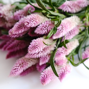 乐作flora|鲜花云南直发 凤尾多头可做干花任意2扎顺丰空运包邮