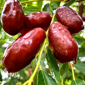 灵武长枣宁夏鲜枣新鲜大枣脆枣10冬枣孕妇红枣水果枣子5斤整箱甜