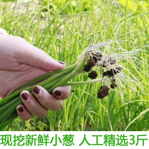 湖北农家新鲜香葱窝葱农家自种陆地嫩青葱卷煎饼小葱应季蔬菜包邮