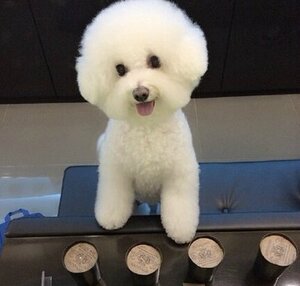 纯种比熊犬狗狗出售