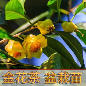 金花茶树苗防城黄樽防城凹脉毛瓣黄色名贵品种原生金茶花盆栽苗
